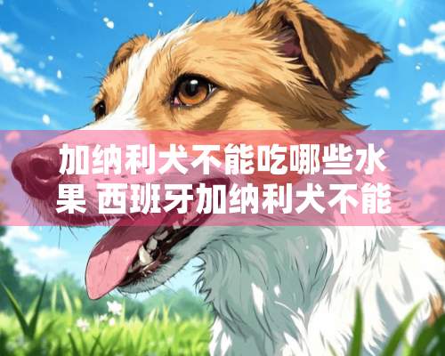 加纳利犬不能吃哪些水果 西班牙加纳利犬不能吃的水果大全