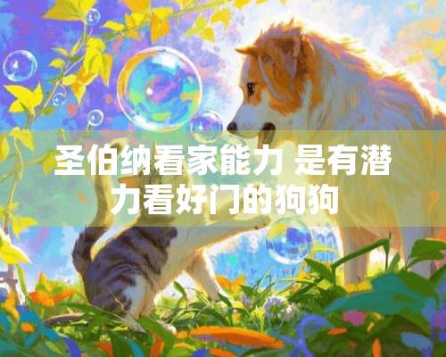 圣伯纳看家能力 是有潜力看好门的狗狗