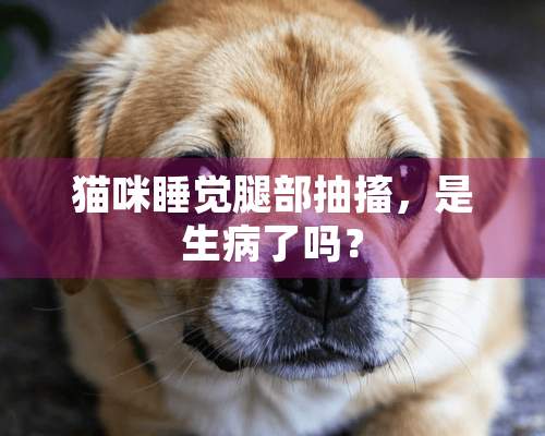 猫咪睡觉腿部抽搐，是生病了吗？