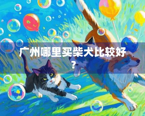 广州哪里买柴犬比较好？