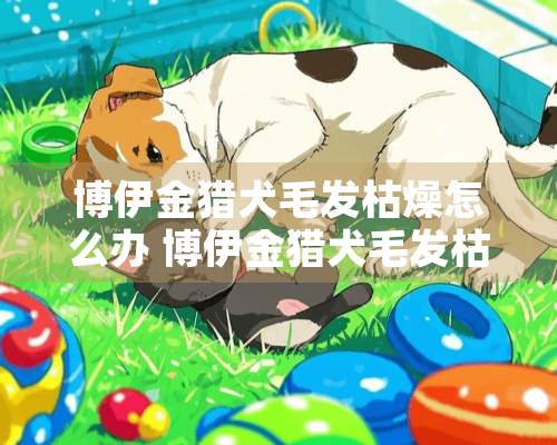 博伊金猎犬毛发枯燥怎么办 博伊金猎犬毛发枯燥解决办法