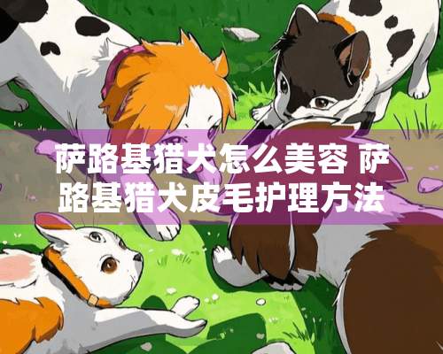 萨路基猎犬怎么美容 萨路基猎犬皮毛护理方法