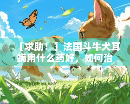 【求助！】法国斗牛犬耳螨用什么药好，如何治法斗的耳螨最好的呢？求解答