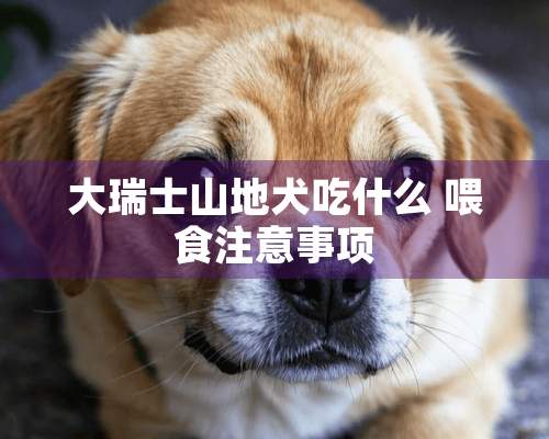 大瑞士山地犬吃什么 喂食注意事项