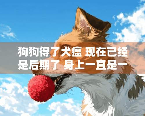 狗狗得了犬瘟 现在已经是后期了 身上一直是一抽一抽的 偶尔会严重 根本站不起来 眼睛也不好使了 身