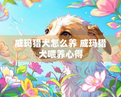 威玛猎犬怎么养 威玛猎犬喂养心得