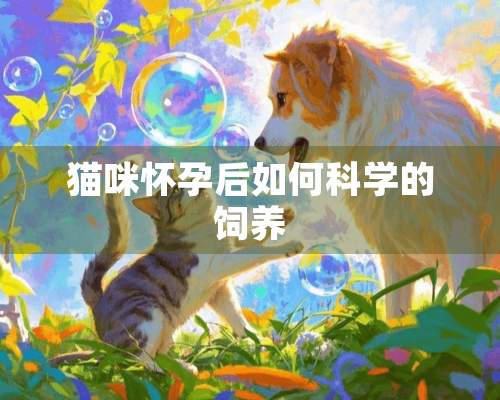 猫咪怀孕后如何科学的饲养