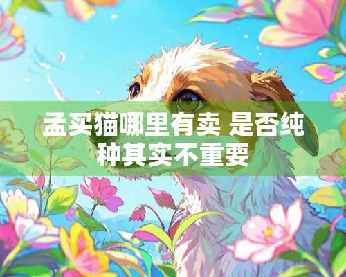 孟买猫哪里有卖 是否纯种其实不重要