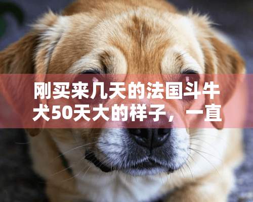 刚买来几天的法国斗牛犬50天大的样子，一直拉肚子但精神很好怎么办