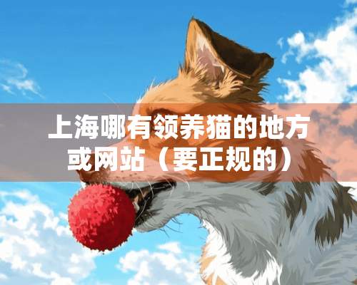 上海哪有领养猫的地方或网站（要正规的）