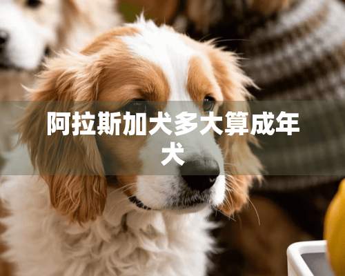 阿拉斯加犬多大算成年犬