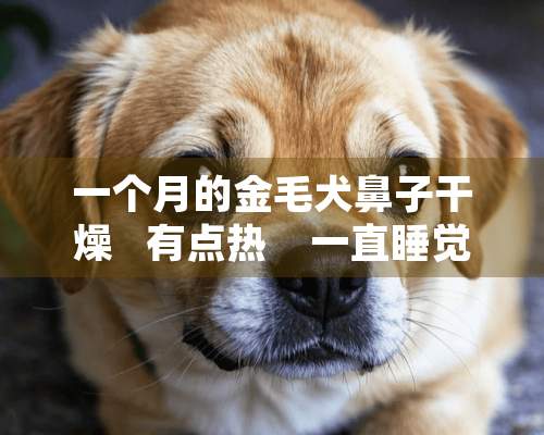 一个月的金毛犬鼻子干燥   有点热    一直睡觉是怎么回事