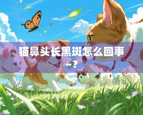 猫鼻头长黑斑怎么回事~？