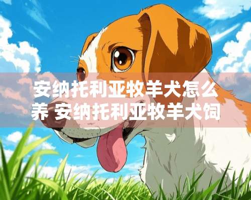 安纳托利亚牧羊犬怎么养 安纳托利亚牧羊犬饲养知识