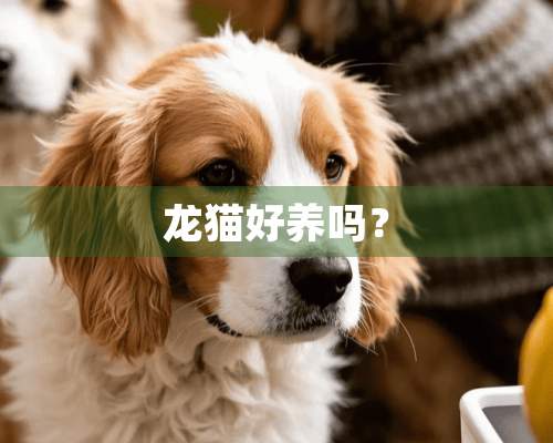 龙猫好养吗？