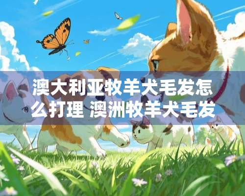 澳大利亚牧羊犬毛发怎么打理 澳洲牧羊犬毛发打理方法