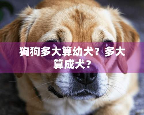 狗狗多大算幼犬？多大算成犬？