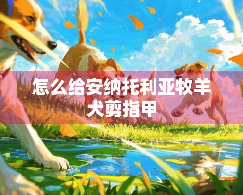 怎么给安纳托利亚牧羊犬剪指甲