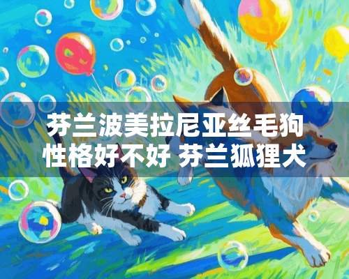 芬兰波美拉尼亚丝毛狗性格好不好 芬兰狐狸犬性格怎么样