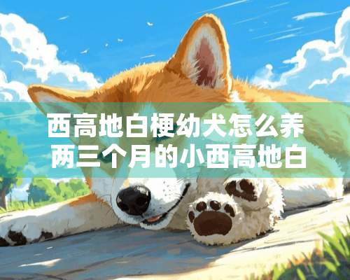 西高地白梗幼犬怎么养 两三个月的小西高地白梗喂养方法