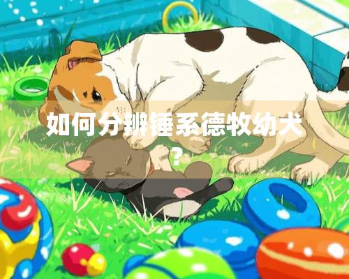 如何分辨锤系德牧幼犬？