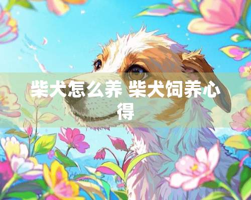 柴犬怎么养 柴犬饲养心得