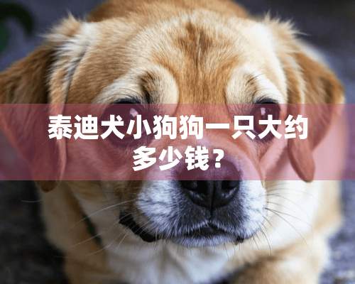 泰迪犬小狗狗一只大约多少钱？