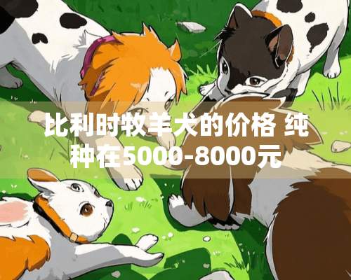 比利时牧羊犬的价格 纯种在5000-8000元