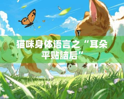 猫咪身体语言之“耳朵平贴脑后”