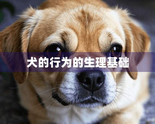 犬的行为的生理基础