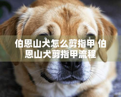 伯恩山犬怎么剪指甲 伯恩山犬剪指甲流程