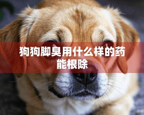 狗狗脚臭用什么样的药能根除