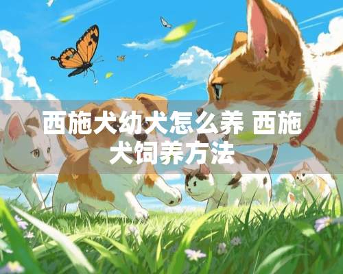 西施犬幼犬怎么养 西施犬饲养方法