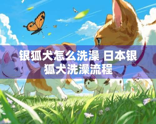 银狐犬怎么洗澡 日本银狐犬洗澡流程