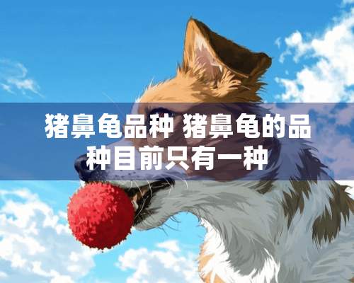 猪鼻龟品种 猪鼻龟的品种目前只有一种