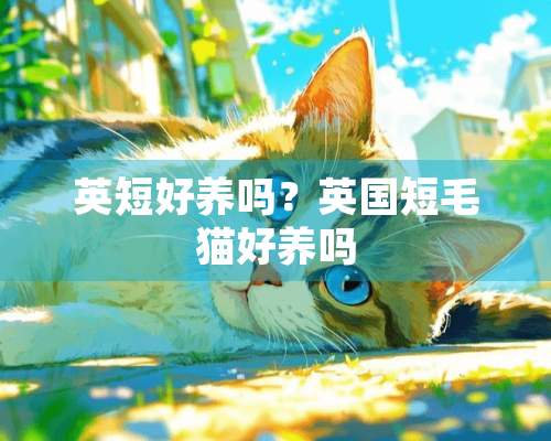 英短好养吗？英国短毛猫好养吗