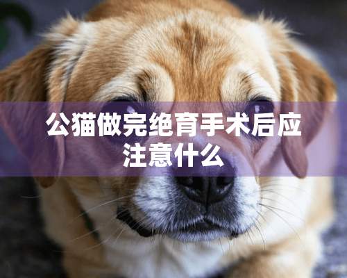 公猫做完绝育手术后应注意什么