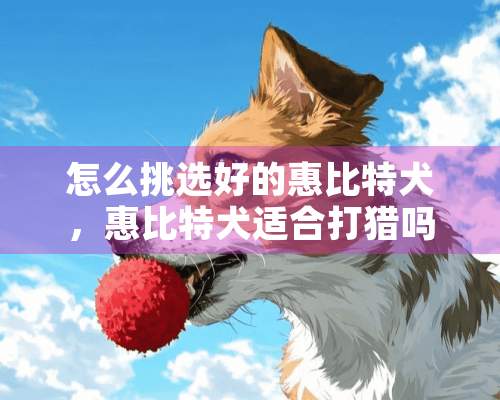 怎么挑选好的惠比特犬，惠比特犬适合打猎吗