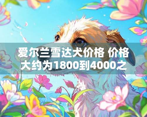 爱尔兰雪达犬价格 价格大约为1800到4000之间