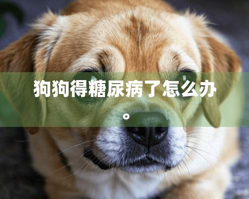 狗狗得糖尿病了怎么办。