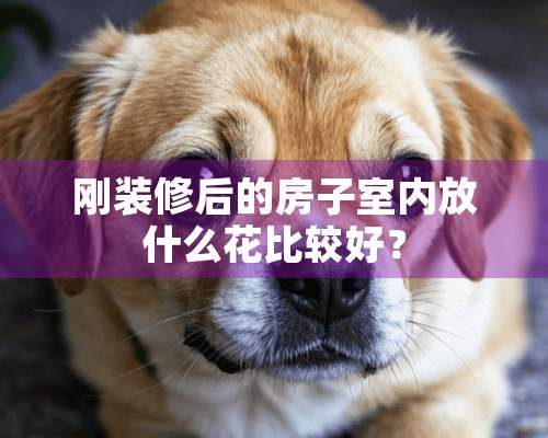 刚装修后的房子室内放什么花比较好？