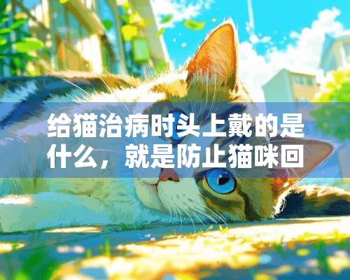 给猫治病时头上戴的是什么，就是防止猫咪回