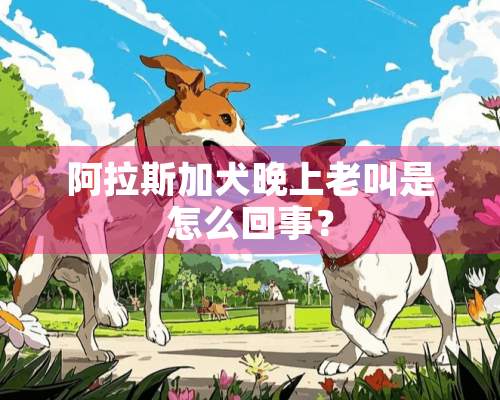 阿拉斯加犬晚上老叫是怎么回事？