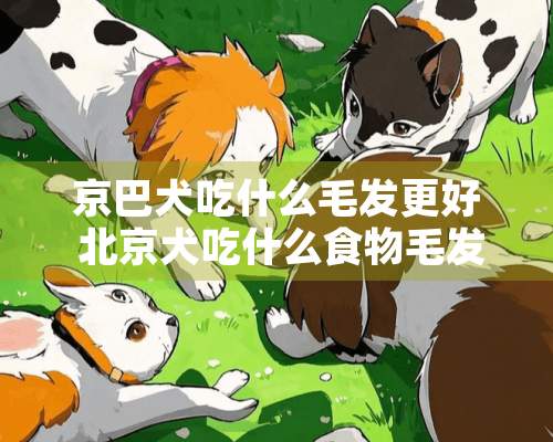 京巴犬吃什么毛发更好 北京犬吃什么食物毛发更有光泽