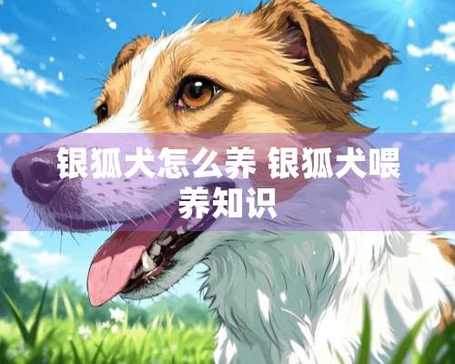 银狐犬怎么养 银狐犬喂养知识