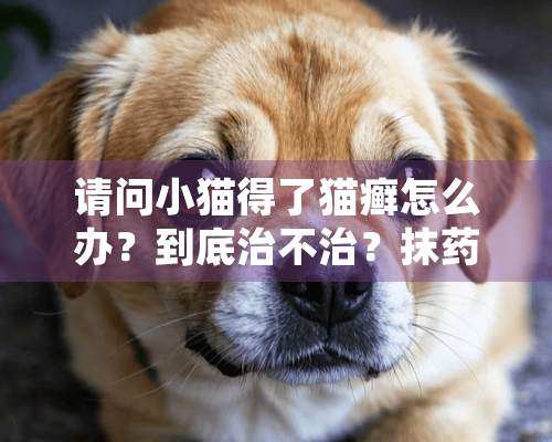 请问小猫得了猫癣怎么办？到底治不治？抹药就直接舔掉了有什么办法