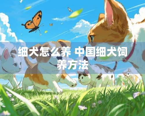 细犬怎么养 中国细犬饲养方法