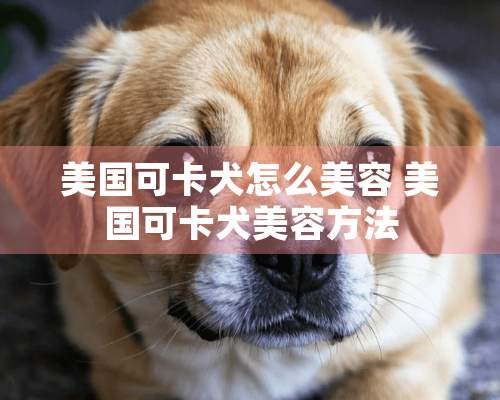 美国可卡犬怎么美容 美国可卡犬美容方法