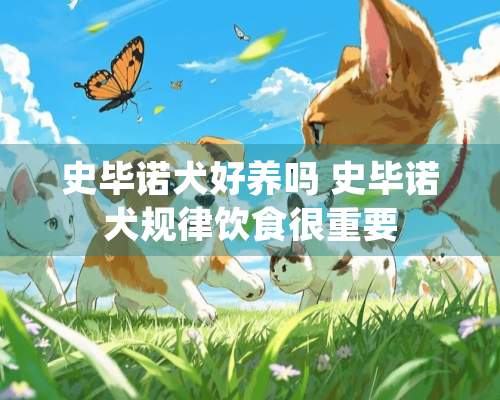 史毕诺犬好养吗 史毕诺犬规律饮食很重要