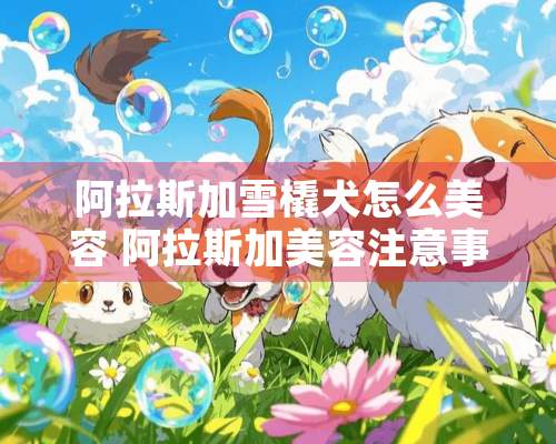 阿拉斯加雪橇犬怎么美容 阿拉斯加美容注意事项